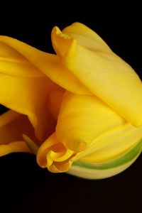 Preview wallpaper tulip, yellow, shadow, background