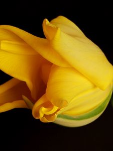 Preview wallpaper tulip, yellow, shadow, background