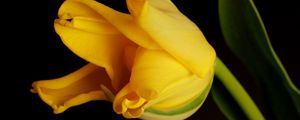 Preview wallpaper tulip, yellow, shadow, background