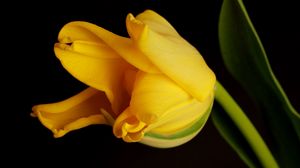 Preview wallpaper tulip, yellow, shadow, background