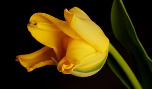 Preview wallpaper tulip, yellow, shadow, background