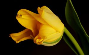 Preview wallpaper tulip, yellow, shadow, background