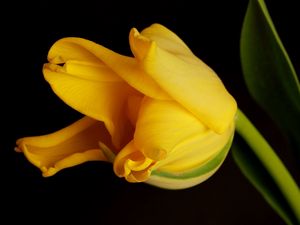 Preview wallpaper tulip, yellow, shadow, background