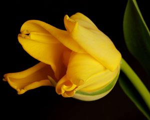 Preview wallpaper tulip, yellow, shadow, background