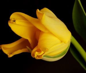 Preview wallpaper tulip, yellow, shadow, background