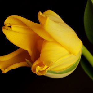 Preview wallpaper tulip, yellow, shadow, background