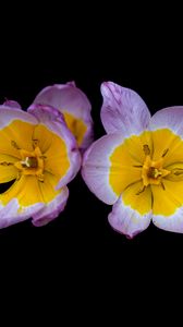 Preview wallpaper tulipa saxatilis, tulip, petals, flowers, black background