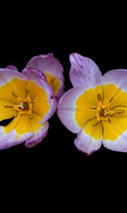 Preview wallpaper tulipa saxatilis, tulip, petals, flowers, black background