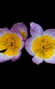 Preview wallpaper tulipa saxatilis, tulip, petals, flowers, black background