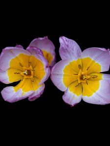 Preview wallpaper tulipa saxatilis, tulip, petals, flowers, black background