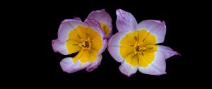 Preview wallpaper tulipa saxatilis, tulip, petals, flowers, black background