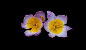 Preview wallpaper tulipa saxatilis, tulip, petals, flowers, black background