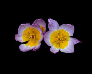 Preview wallpaper tulipa saxatilis, tulip, petals, flowers, black background