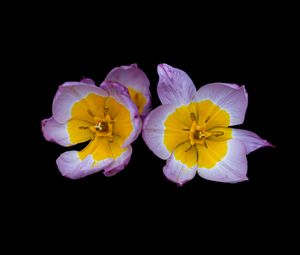 Preview wallpaper tulipa saxatilis, tulip, petals, flowers, black background