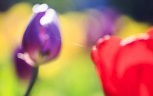 Preview wallpaper tulips, blur, herbs, flowers