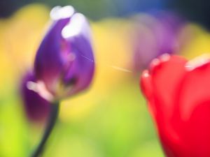 Preview wallpaper tulips, blur, herbs, flowers