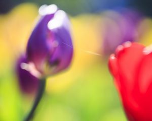 Preview wallpaper tulips, blur, herbs, flowers