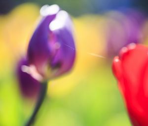 Preview wallpaper tulips, blur, herbs, flowers