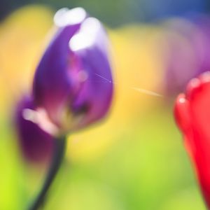 Preview wallpaper tulips, blur, herbs, flowers