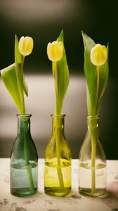 Preview wallpaper tulips, bottles, vase, spring