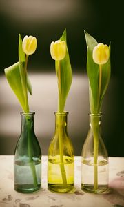 Preview wallpaper tulips, bottles, vase, spring