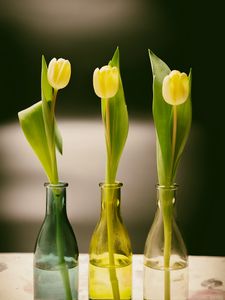 Preview wallpaper tulips, bottles, vase, spring