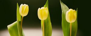 Preview wallpaper tulips, bottles, vase, spring