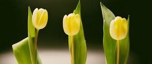 Preview wallpaper tulips, bottles, vase, spring