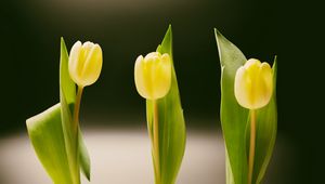 Preview wallpaper tulips, bottles, vase, spring