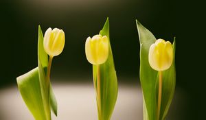 Preview wallpaper tulips, bottles, vase, spring