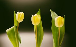 Preview wallpaper tulips, bottles, vase, spring