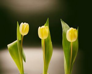 Preview wallpaper tulips, bottles, vase, spring