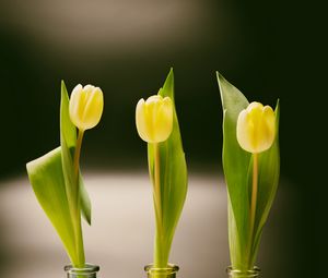 Preview wallpaper tulips, bottles, vase, spring