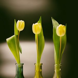 Preview wallpaper tulips, bottles, vase, spring