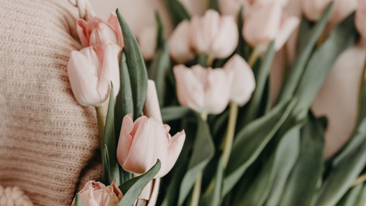 Wallpaper tulips, bouquet, basket, pink, flowers, spring