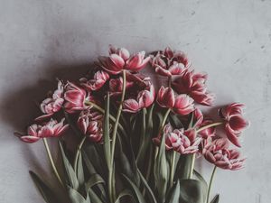 Preview wallpaper tulips, bouquet, flowers, buds, stems