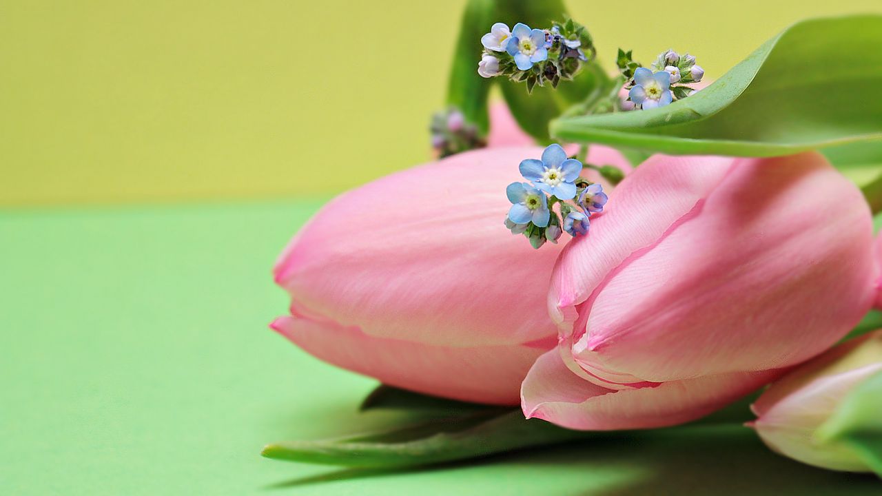 Wallpaper tulips, bouquet, pink