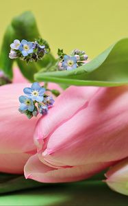 Preview wallpaper tulips, bouquet, pink