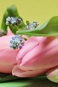 Preview wallpaper tulips, bouquet, pink