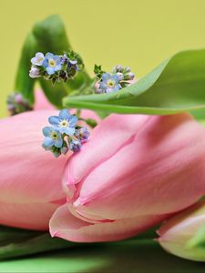 Preview wallpaper tulips, bouquet, pink