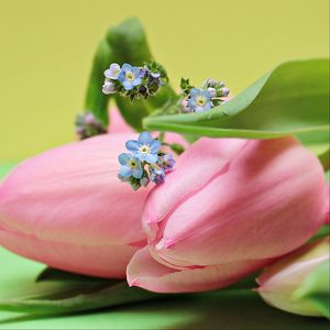 Preview wallpaper tulips, bouquet, pink