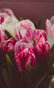 Preview wallpaper tulips, bouquet, tender