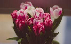 Preview wallpaper tulips, bouquet, tender