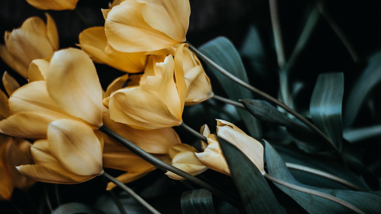 Wallpaper tulips, bouquet, yellow, flowers