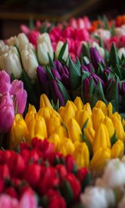 Preview wallpaper tulips, bouquets, multicolored