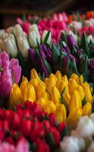 Preview wallpaper tulips, bouquets, multicolored