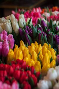 Preview wallpaper tulips, bouquets, multicolored