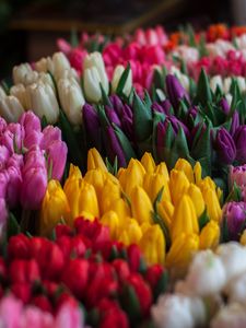 Preview wallpaper tulips, bouquets, multicolored