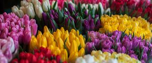 Preview wallpaper tulips, bouquets, multicolored