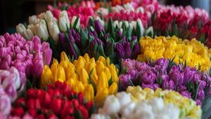 Preview wallpaper tulips, bouquets, multicolored